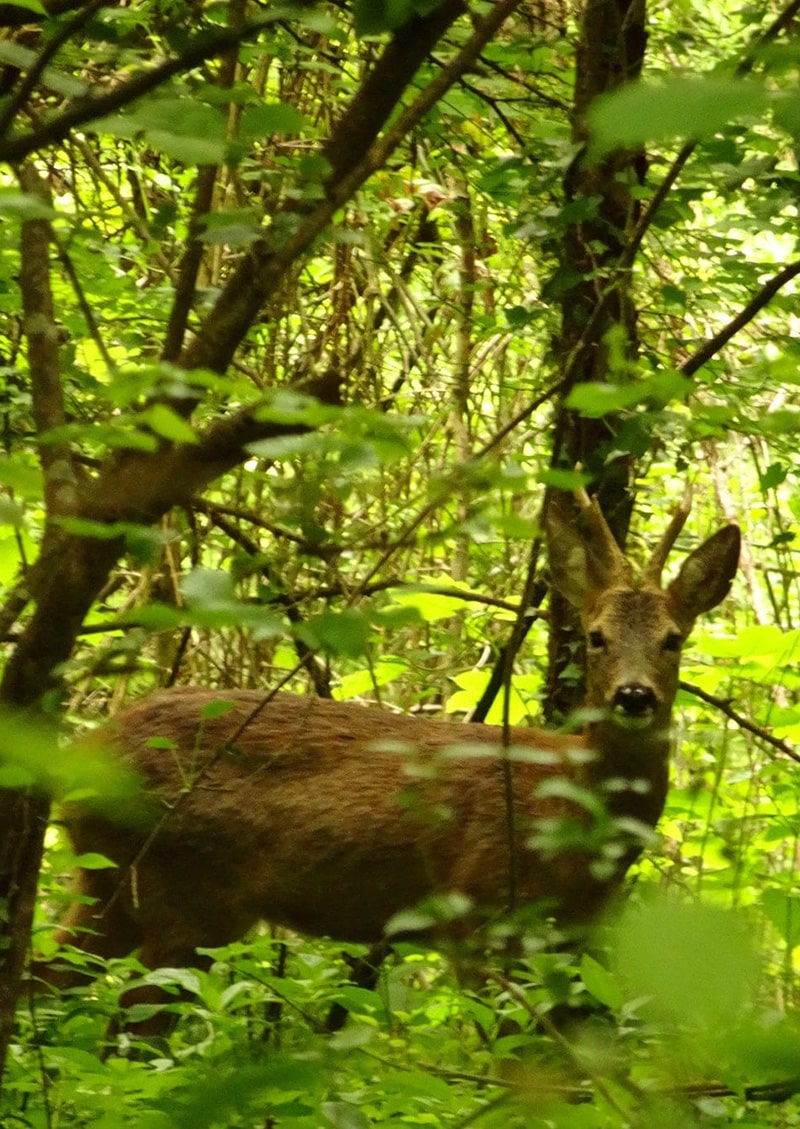 plaine-versailles-faune-min-min
